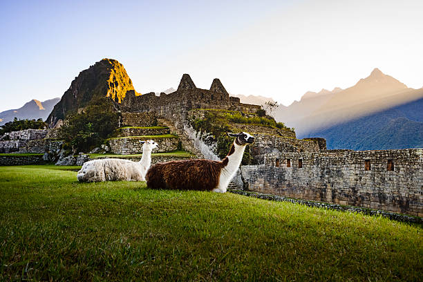 Llama in Machu Picchu - Peru