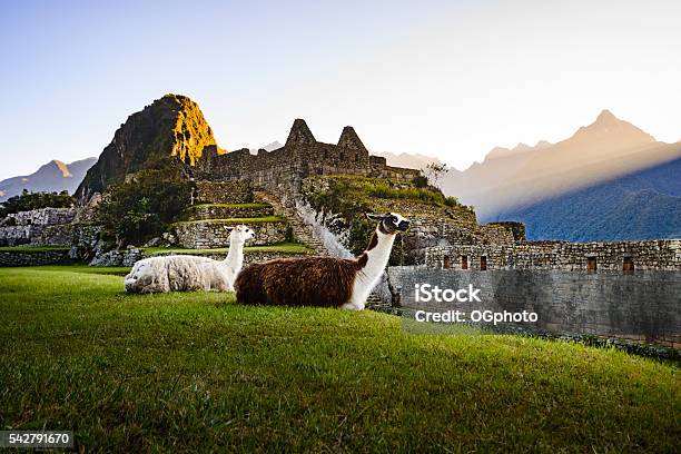 Llamas At First Light At Machu Picchu Peru Stock Photo - Download Image Now - Peru, Machu Picchu, Urubamba Valley
