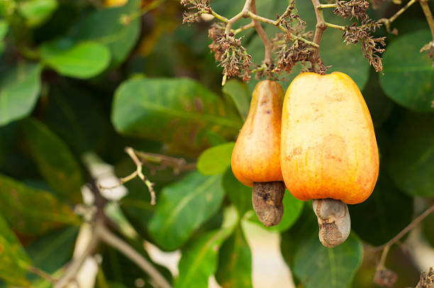 istock Leaves and cashews in cashew tree 542792016