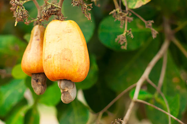 istock Leaves and cashews in cashew tree 542792058
