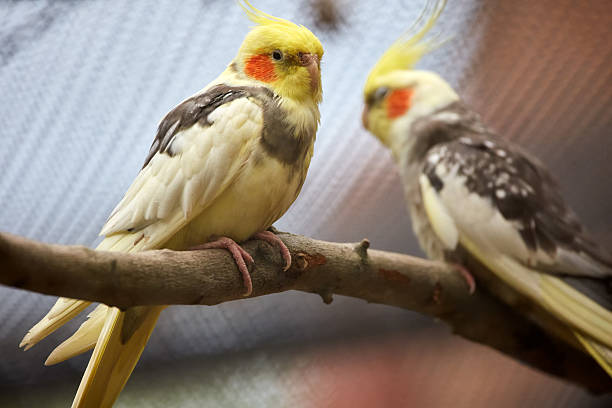 istock Little parakeet closeup 542792234