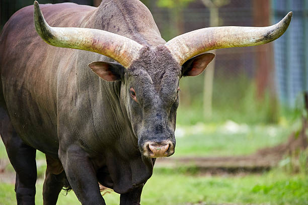 istock Watusi bull on a meadow 542792412