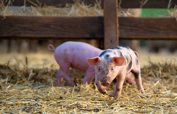 istock cute little piglets at farm 542793480