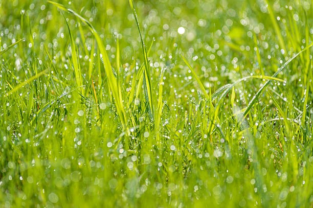 istock wet grass dew blurred background meadow sunlight bokeh 542794402