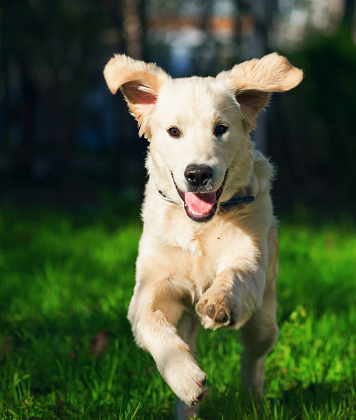 istock Golden Retriever puppy runs over the meadow 542794608
