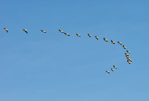 istock Pelicans flying against the sky 542794658