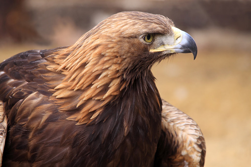 Eagles are social animals without territory