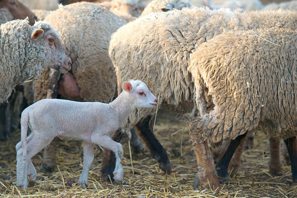 istock white suffolk lamb, a few days old, standing near sheeps 542796108