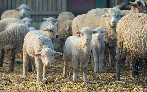 istock Lambs and sheep at farm 542796204