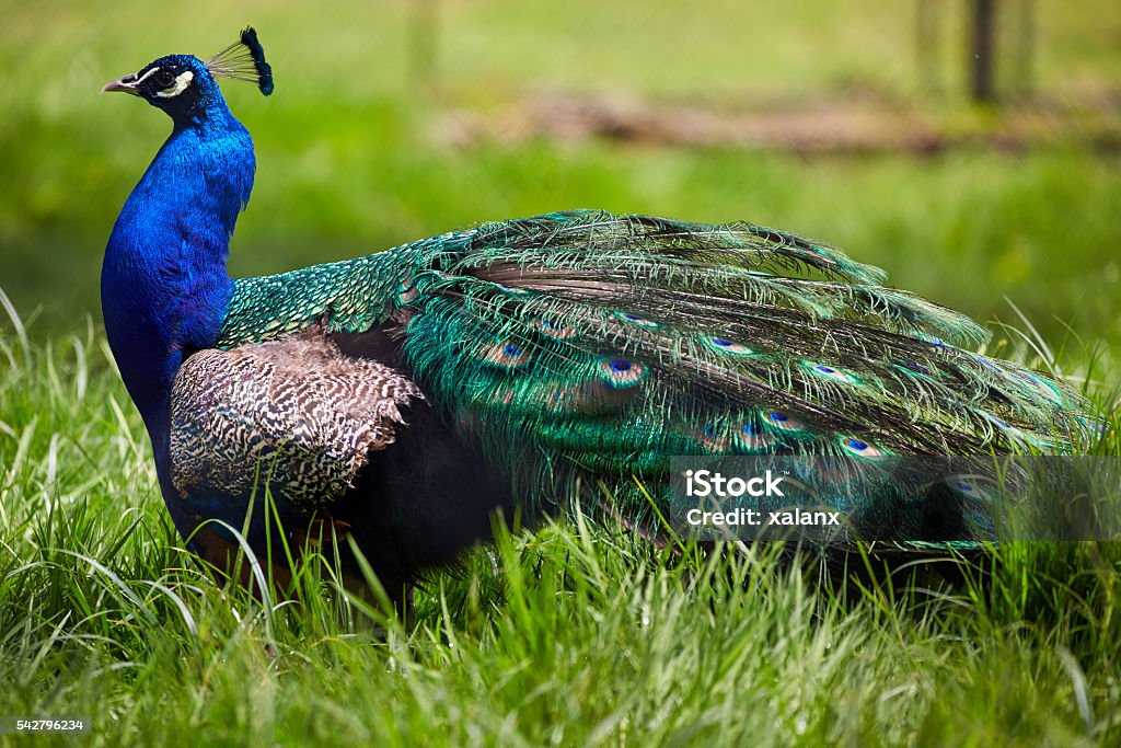 Beautiful peacock in grass Portrait of a colorful peacock bird in grass Animal Stock Photo