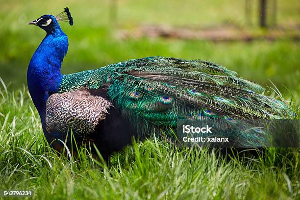 Beautiful Peacock In Grass Stock Photo - Download Image Now - Animal, Animal Wildlife, Animal's Crest