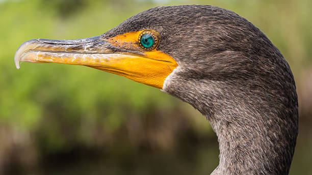 cormorán de doble cresta - cormorán moñudo fotografías e imágenes de stock