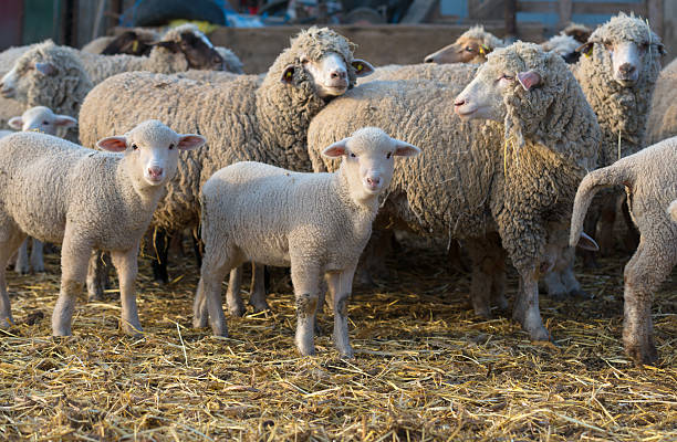 暴徒の中の羊は、写真家をチェックアウトするためにターン - merino sheep ストックフォトと画像