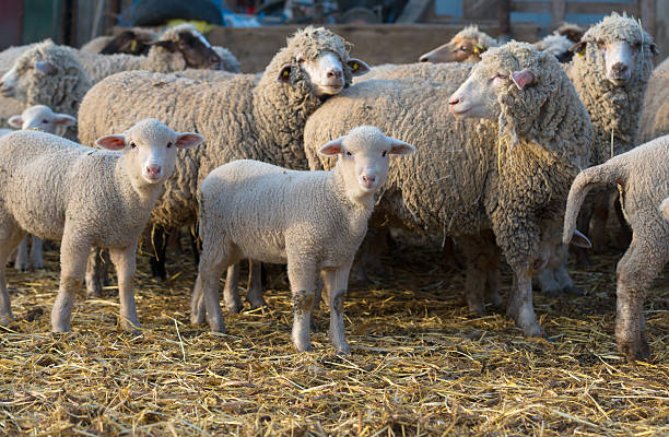 sheep within a mob turn to check out the photographer stock photo