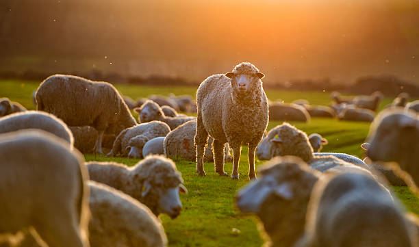 rebaño de oveja al atardecer - flock of sheep fotografías e imágenes de stock