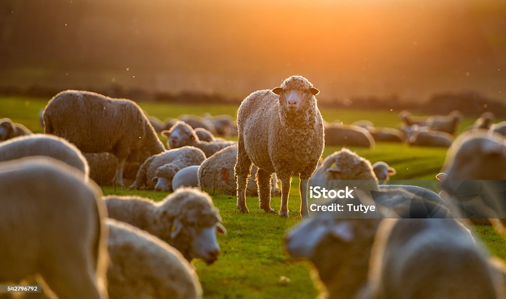 Flock of sheep at sunset Sheep Stock Photo