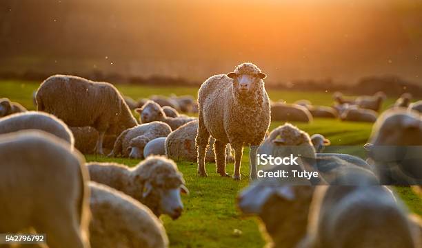 Flock Of Sheep At Sunset Stock Photo - Download Image Now - Sheep, New Zealand, Ewe