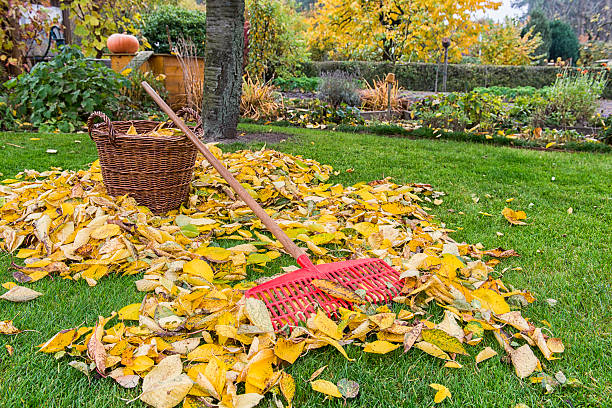 otoño; jardinería - japanese maple autumn leaf tree fotografías e imágenes de stock