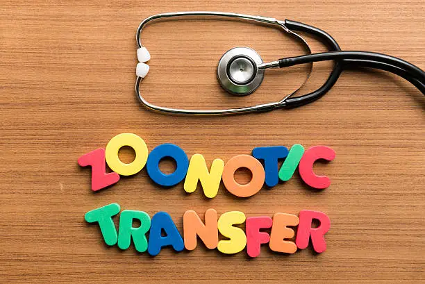 Photo of zoonotic transfer colorful word with stethoscope