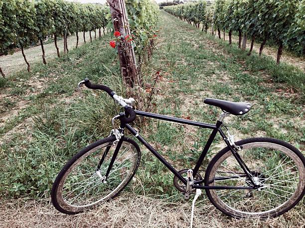 istock Grapevines, roses and a bicycle 542797386