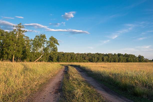 istock Birch in a field in the village 542797564