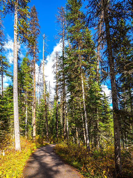 istock Alley in the forest 542798556