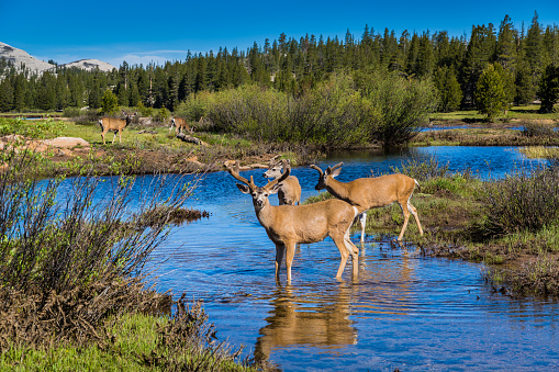 A deer buck is leading his herd through a water pool at Tuolumne Meadows in Yosemite National Park