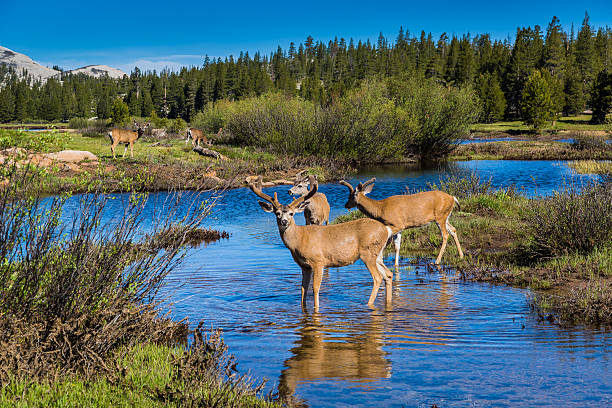 Mule deer buck wading through Tuolumne Meadows A deer buck is leading his herd through a water pool at Tuolumne Meadows in Yosemite National Park mule deer stock pictures, royalty-free photos & images