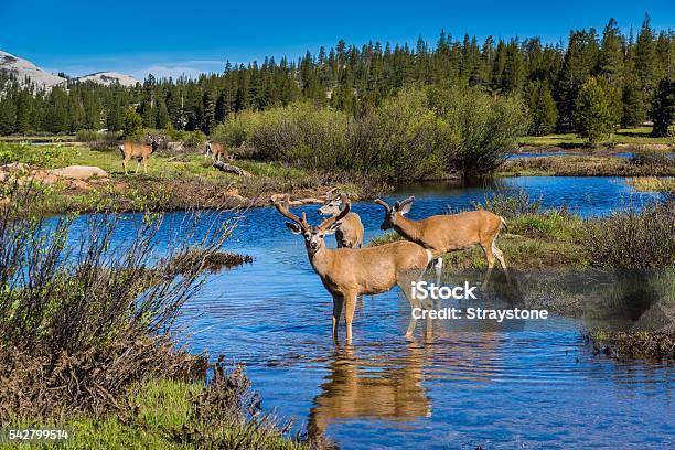 Mule Deer Buck Wading Through Tuolumne Meadows Stock Photo - Download Image Now - Yosemite National Park, Mule Deer, Tuolumne Meadows