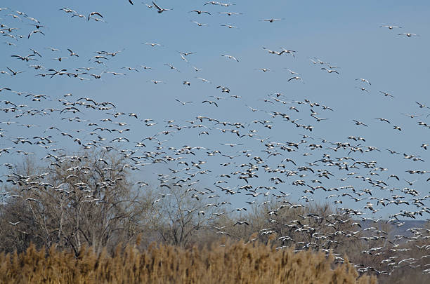 istock Massive Flock of Snow Geese Flying Over the Marsh 542799762