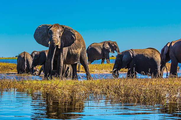 istock Elephants with calves come to drink 542800372