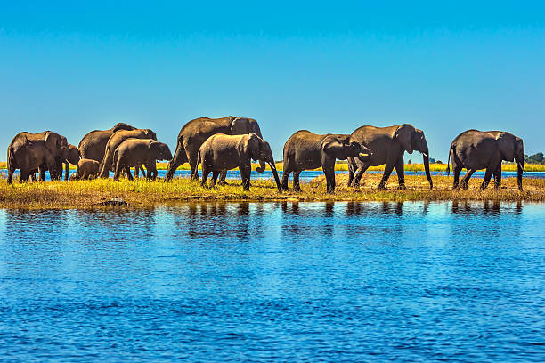 istock Large herd of elephants with calves 542800620