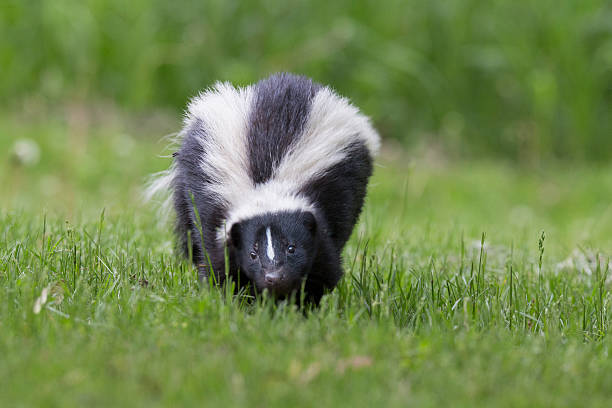skunk in spring - skunk stok fotoğraflar ve resimler