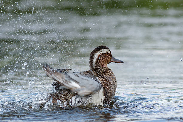 istock Beautiful male garganey in a pond 542802762