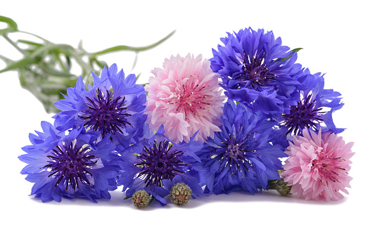 Blue and pink Cornflowers isolated on white