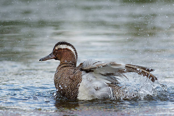 istock Beautiful male garganey in a pond 542802902