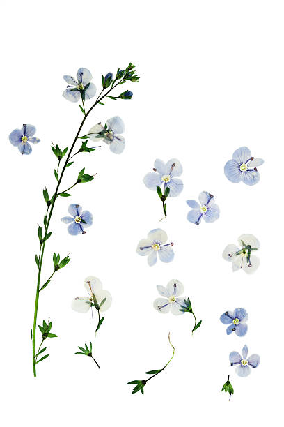 pressed and dried flowers  veronica officinalis - infuse imagens e fotografias de stock