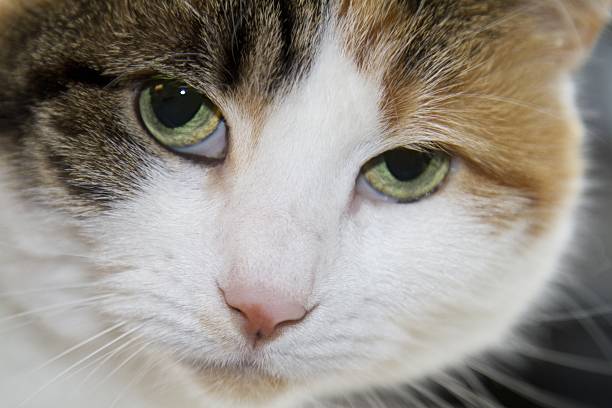 close up of tricoloured cat with green eyes