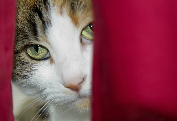 Capturing the inquisitiveness of a street cat in La Gomera, Islas Canarias
