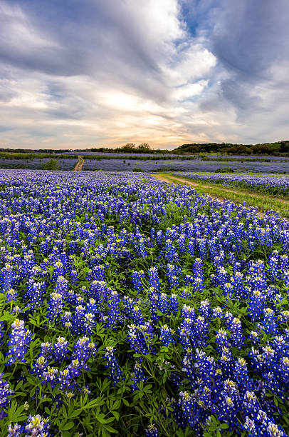 istock Beautiful Bluebonnets field at sunset near Austin, Texas. 542805410