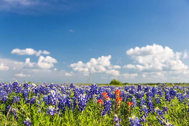 istock bluebonet and indian paintbrush filed and blue sky. 542805530