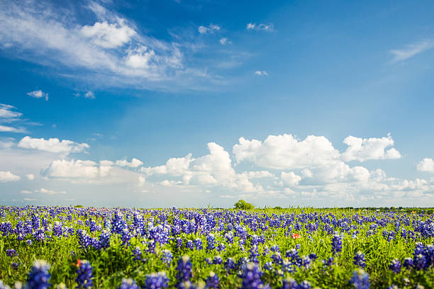 istock Texas Bluebonnet filed and blue sky in Ennis. 542805564