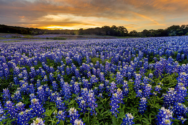 красивые bluebonnets поле на закате возле остина, штат техас в spri - tree spring blossom mountain стоковые фото и изображения