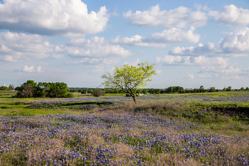 Texas Bluebonnet filed and blue sky in Ennis.