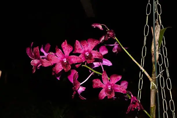 Photo of Pink  Orquidea