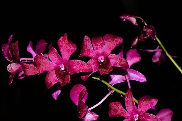 Photo of Pink  Orquidea