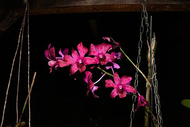 Photo of Pink  Orquidea