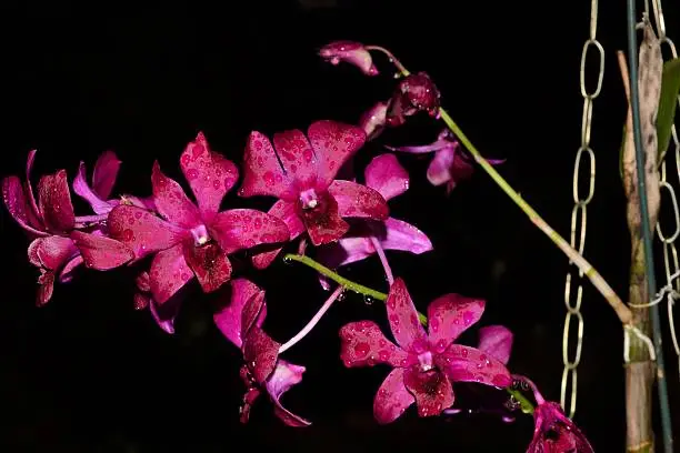 Photo of Pink  Orquidea