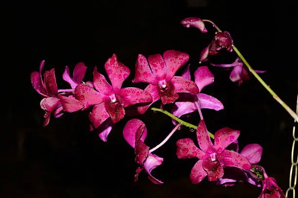 Photo of Pink  Orquidea