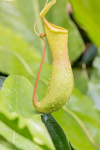 green Nepenthes